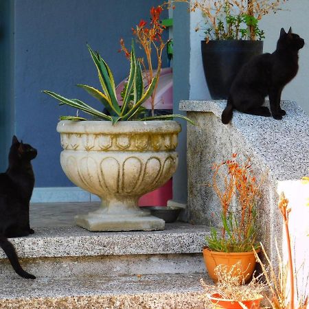 Green Garden Guesthouse Shkodër エクステリア 写真