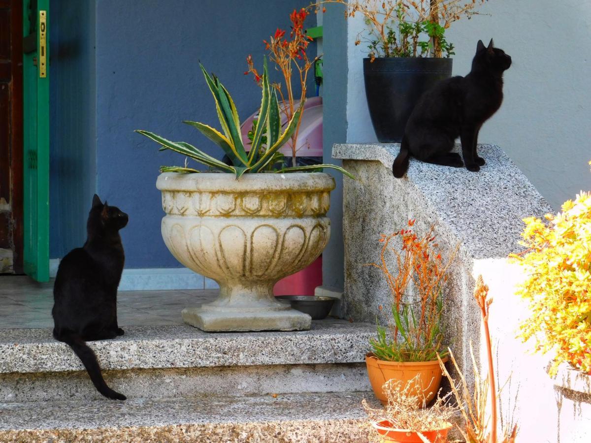 Green Garden Guesthouse Shkodër エクステリア 写真