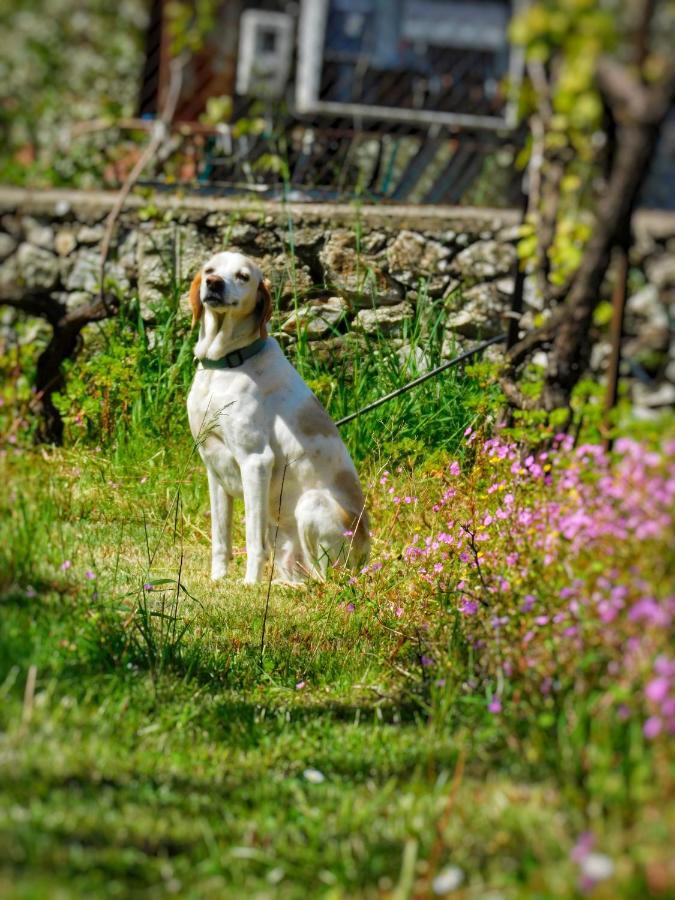 Green Garden Guesthouse Shkodër エクステリア 写真